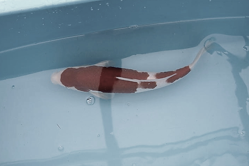 Killikus&reg; Fotographie